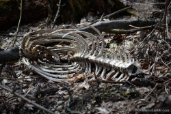 boxalarm:  Deer rib cage found beside the trail. Stinchfield Woods, Dexter, Michigan 2013