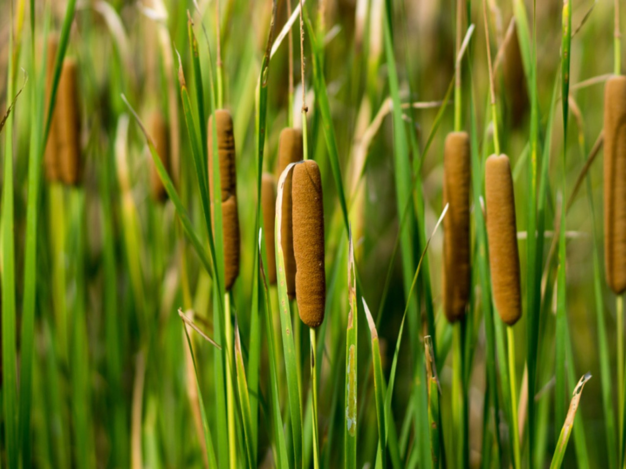 unclefather:unclefather:when you find hotdogs in the wild they are very grossthese. don’t eat them