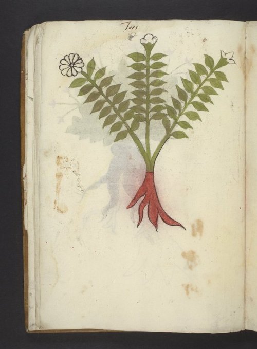 Herbals, the focus of this week’s posts, are a very particular type of manuscript in which plant spe