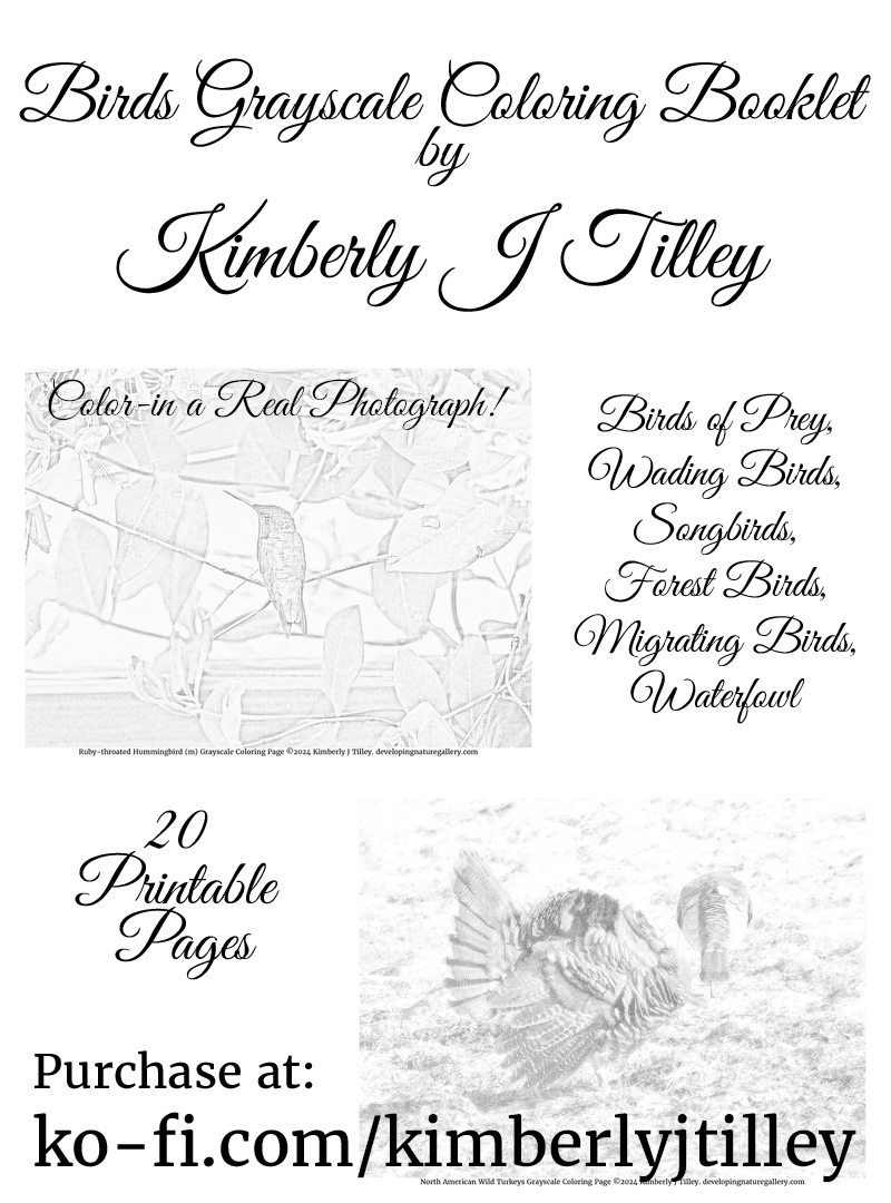 20 printable coloring pages of birds found in North America. Birds of prey, shorebirds, songbirds, waterfowl, and migrating birds. Turkey, cardinal, swan, herons, eagle, raven, tanager, osprey, hummingbird, robin, hawk, seagull, and more. $10 at ko-fi.com/kimberlyjtilley