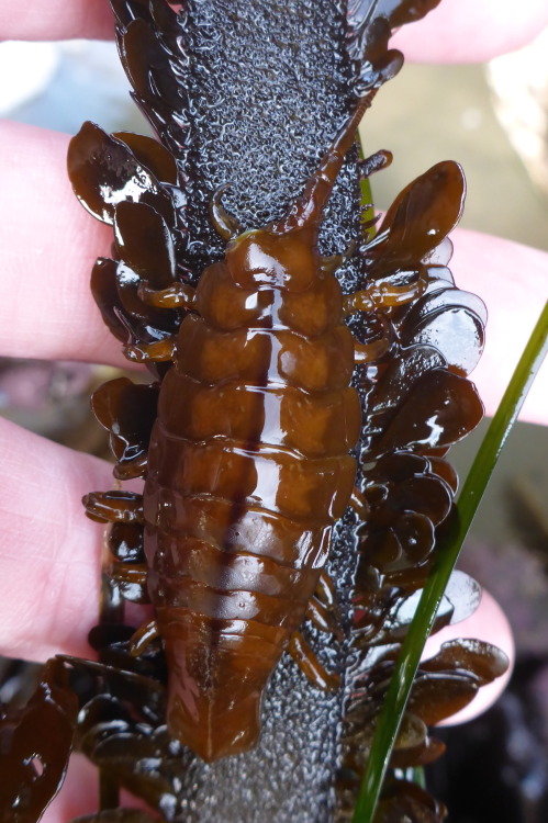 onenicebugperday: Rockweed isopod, Pentidotea wosnesenskii, Idoteidae This marine isopod is found on