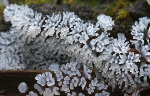 More photos of the slime mould Ceratiomyxa fruticulosa. This time from Argyll, UK.