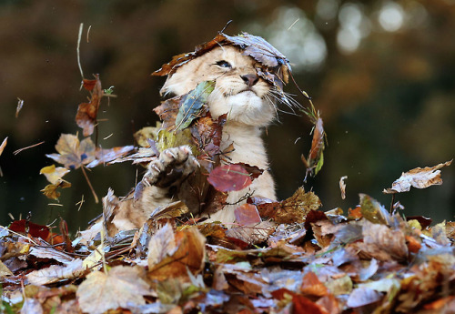 atraversso:Adorable lion cub Karis loves playingby Dailymail.co.uk Please don’t delete the link to t