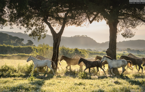 theclassicalhorse:© Ekaterina Druz  Horse Photography