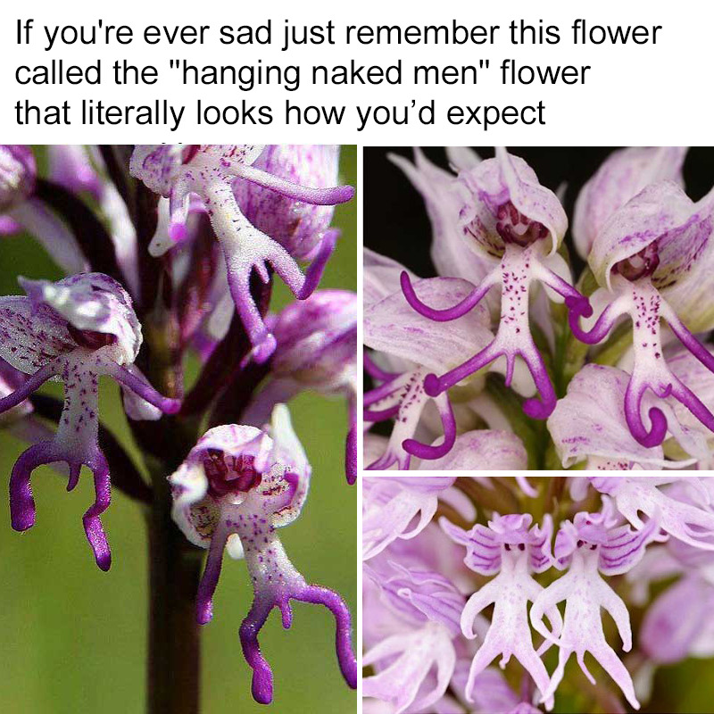 asapscience:  AKA the Orchis italica, this orchid species prefers partial shade and
