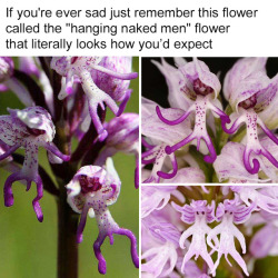 asapscience:  AKA the Orchis italica, this