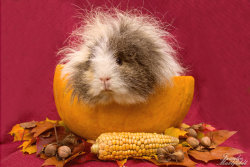 thedailyguineapig:  Falltime with Cupcake.
