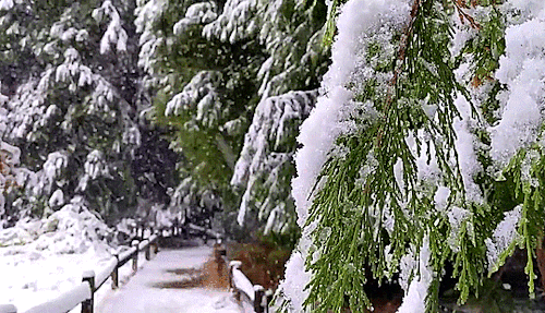 reasonandfaithinharmony:Snow falling in Yosemite Valley (November 8, 2020)Original video by yosemite
