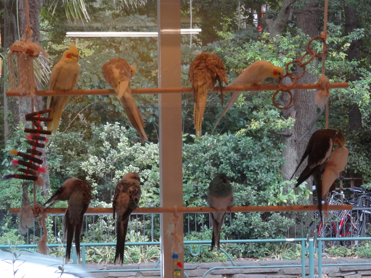 pacificpikachu:  Kotori Café, a bird café in Mitaka. It’s right across the street