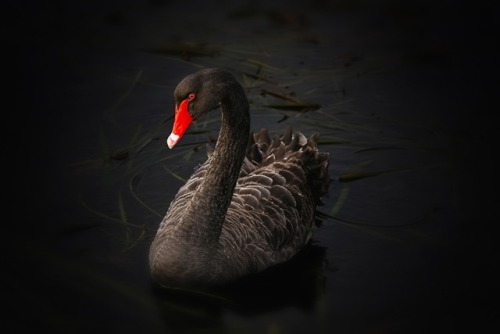 www.pixabay.com black-swan-122983_1280Source tinamotta.tumblr.com
