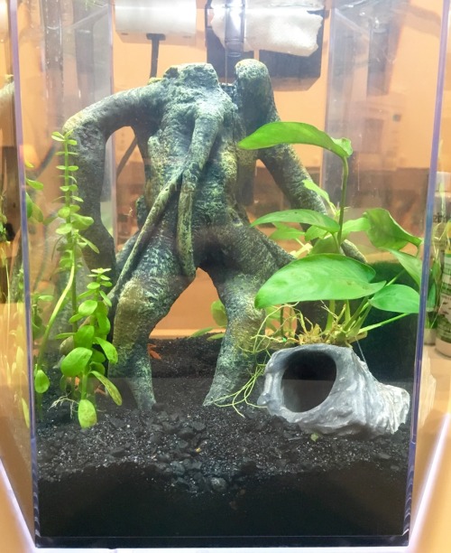 tanksfish:The cray tank got a new scape - but it’s already changed a bunch since these pics!!