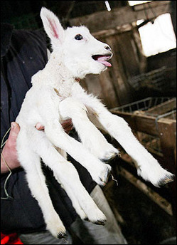 sixpenceee:  Belgian grower Maurice Peeters holds a six-legged lamb a day after its