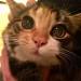 catstoday: