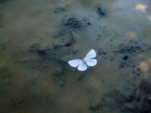 yungoracle:A moth lying belly up in a mud puddle