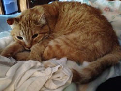 I didn&rsquo;t look up the exact date on these photos, but these were probably around two years ago.  Ginger liked to chill on my bed a lot, and it was the ideal place to take photos of her.   Before my OCD got much worse in 2015, I would lie my head