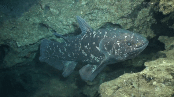 Coelacanth sp.(source)