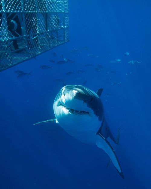 Coming up from below and smiling for the camera! Photo by our friend @mattdraperphotography ▂▂▂▂▂▂▂▂