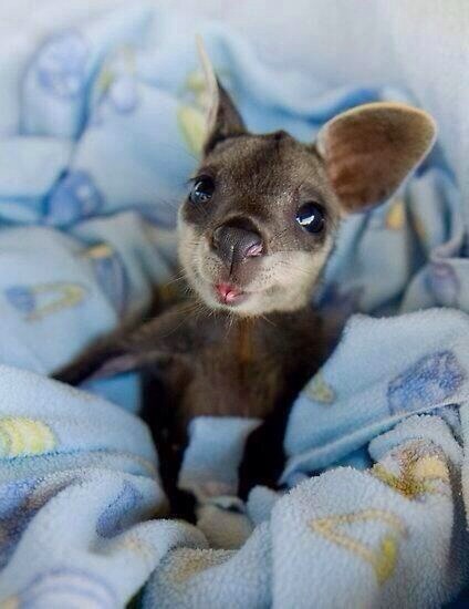 fuckyeahbabyanimals:  mchlle:  Someone get me a baby kangaroo to mother.  Things