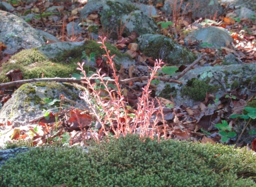 Beechdrops, Epifagus virginiana, a non-photosynthetic plant with no chlorophyll, parasitic on Americ