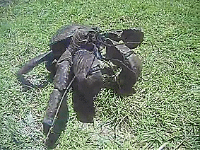 unexplained-events: I had no idea Coconut Crabs were this fast. SOURCE 