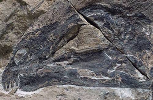 The Mesozoic Park: Yi qiCommon name: BatdinoSize: Pigeon sized (10cm). Age: Mid Jurassic (160 millio