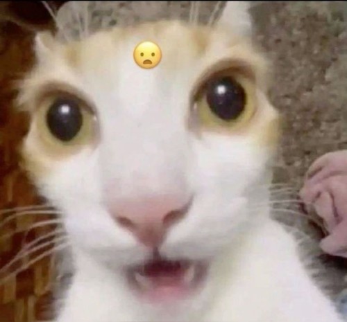 Me When I Acc Realise There Is Bllk Fans That Are Irish: