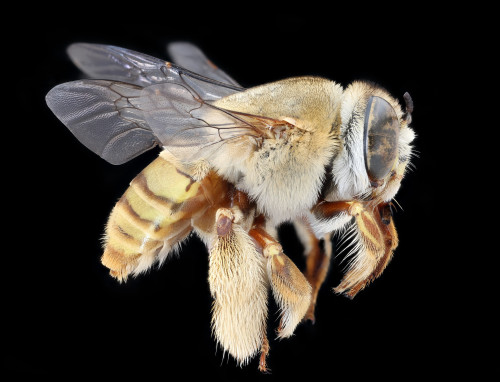 usgsbiml: A lovely fuzzy Centris (C. aethyctera).  Collected by Tim McMahon in Costa Rica.  Compact 