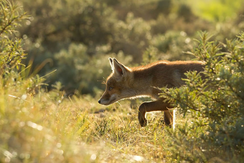 Roeselien Raimond