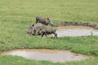Warthog Ngorongoro, Tanzania