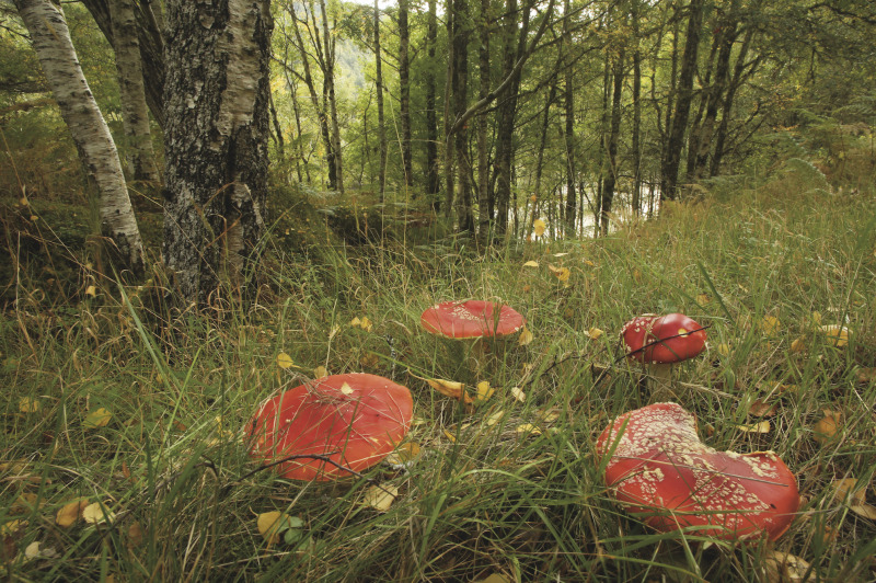 Amanita muscariaaaa