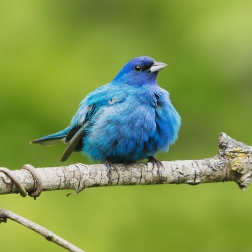 Say “hi” to the Indigo Bunting (Passerina cyanea)! Like other similar-hued birds, it doe