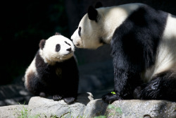 giantpandaphotos:  Xiao Liwu and his mother