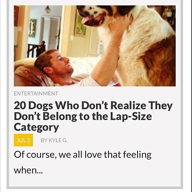 These dogs still think they belong to the lap-size category