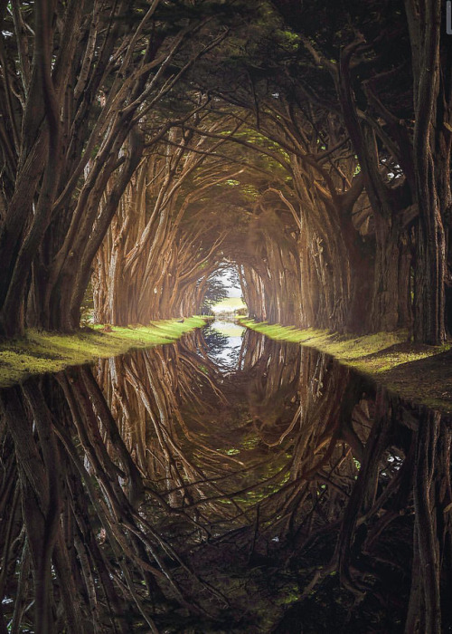 coiour-my-world:Cypress Tree Tunnel | by @beholdingeye