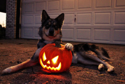 enchanting-autumn:  Jack O’ Lantern  by