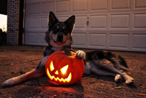 enchanting-autumn:  Jack O’ Lantern  by hellocopter on Flickr.  Spooks