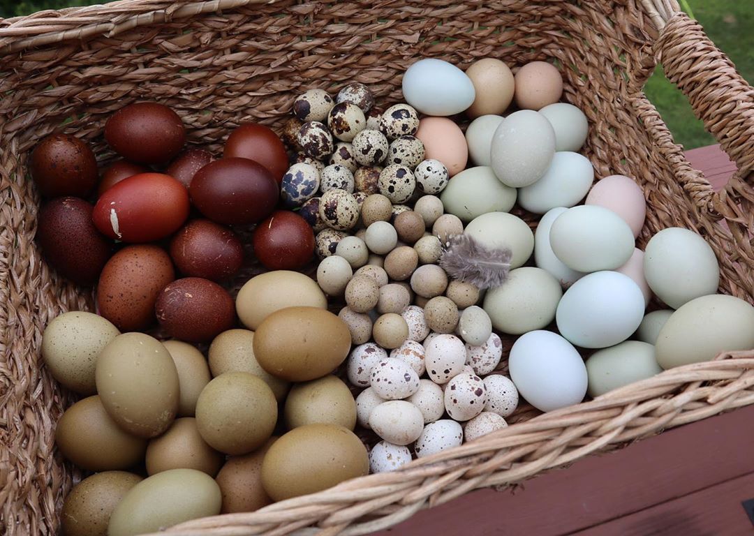 eyeheartfarms:A cornucopia 