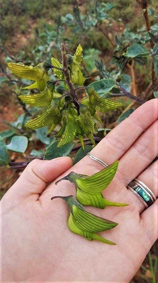 🐦 Muhteşem kuş çiçeği...