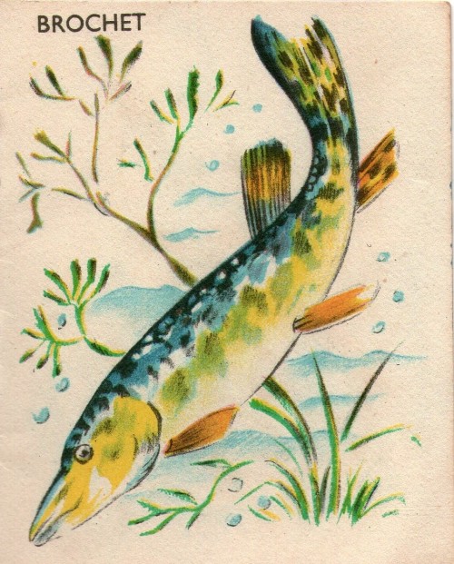 beautiful french lithographs of animals from an early 20th century childrens book