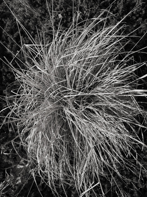 Ornamental Grass, Stamford, 2 26 22, Photo by Joe Bruha, Copyright 2022