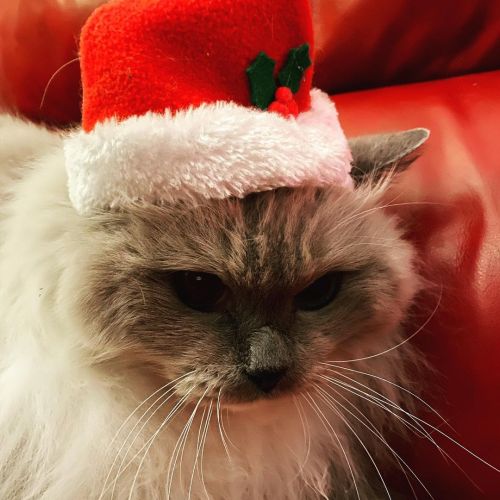 Bah humbug!!! #ragdollcat #xmas #holidaycats #caturdayhttps://www.instagram.com/p/CIJjQ1tge4p/?igs