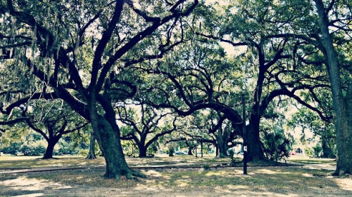 gottatravelon:New Orleans City Park