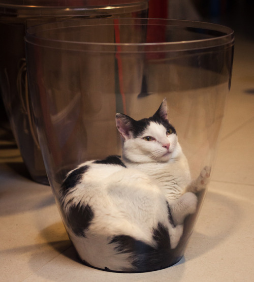 arturvsphotography:Everyone knows cats are liquid