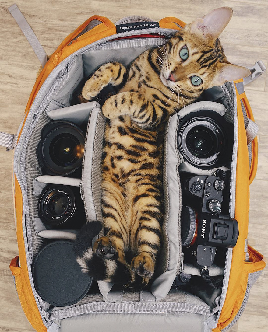 landscape-photo-graphy: Beautiful Bengal Cat Suki Adds Magic With Her Dazzling Sea