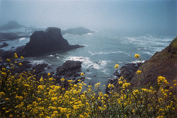 kevinruss:  new 35mm print: yaquina headoregon