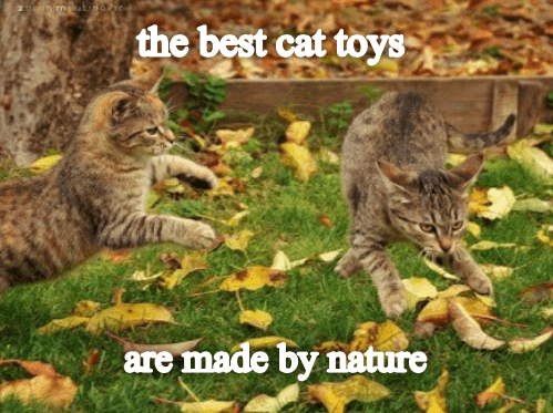 memator:Best Cat Toys ift.tt/2A9W9Kb