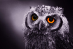 animalgazing:  Eyes Of A Night Owl by left-hand 