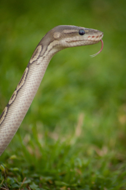 thelazypetowner:I took Soba out on Saturday, too. :P