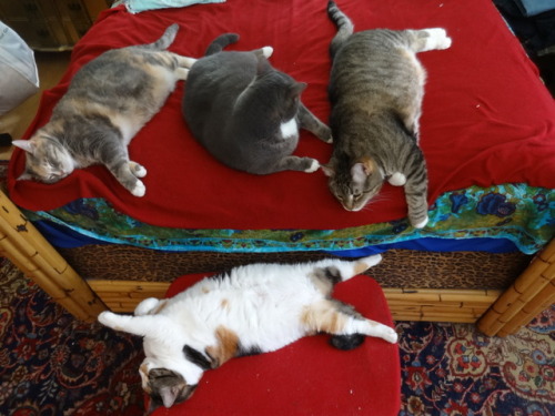 dixieandherbabies: Dixie and her babies. With the babies, getting stretched out to start this Friday
