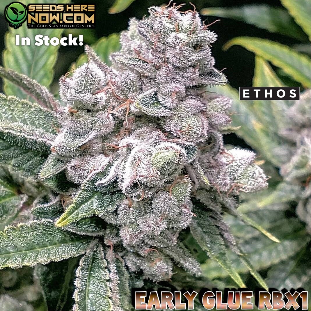 Early glue rbx1 seeds